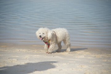 dog playing on the beach