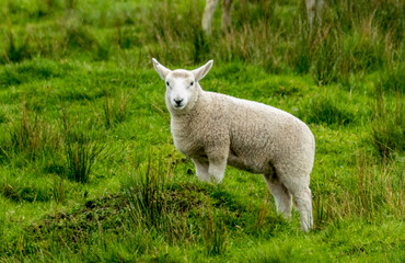Cute lamb in a green field