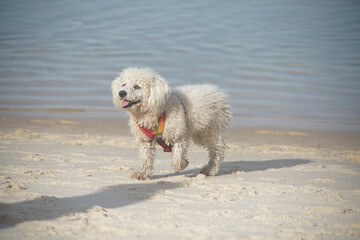 dog playing on the beach