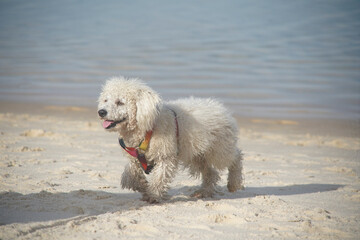 dog playing on the beach