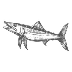 Obraz premium Barracuda animal full with old engraving sketch style