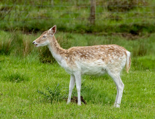 Herd of fallow deer grazing in a green field