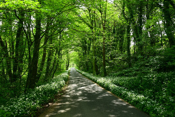 Wild Garlic and Tree Lined Country Lane, Pembrokeshire, Wales