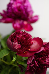 burgundy red peonies in a vase on the table summer flowers