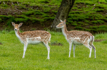 Herd of fallow deer grazing in a green field