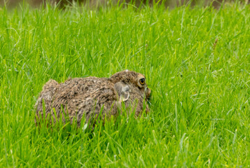 Fototapeta premium Brown hare laying low in long grass in the rain