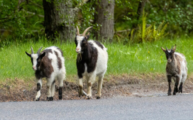 Wild feral scottish mountain goats in the forest