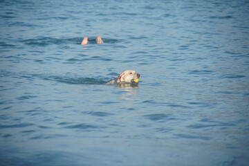 Fototapeta premium dog playing on the beach