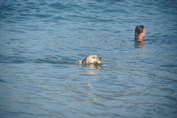 Fototapeta premium dog playing on the beach