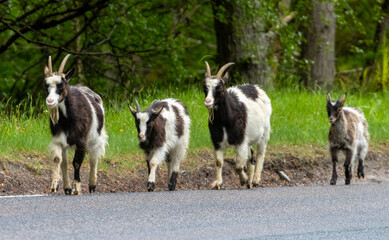 Obraz premium Wild feral scottish mountain goats in the forest