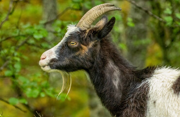 wild feral goat in the woodland