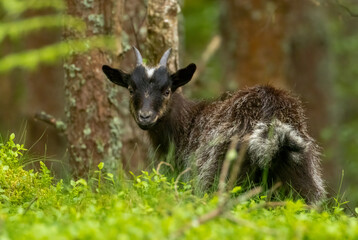 wild feral goat in the woodland