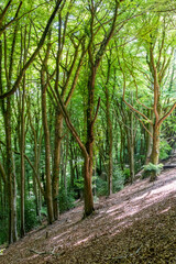 beech woodland