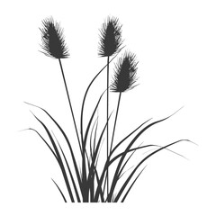 Fototapeta premium Silhouette black water reed plan cattails leaf black color only