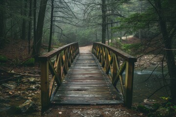 Crossing the river in the woods: an adventure in nature's beauty