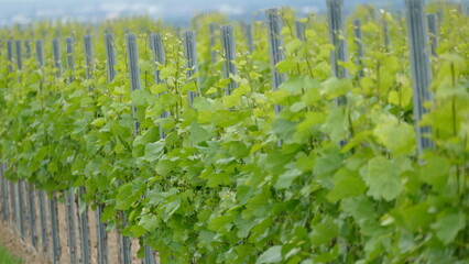 Grapevines in the spring