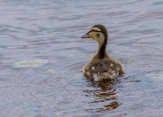 duckling on the water
