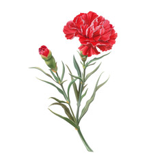 Red Carnation Flowers and Bouquet of Poppies in Spring Garden