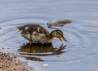 Fototapeta premium Cute little duckling eating some bread in the water