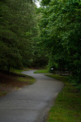 Fototapeta premium trees and lake in park