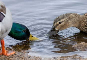 Male and female mallard ducks having a drink of water