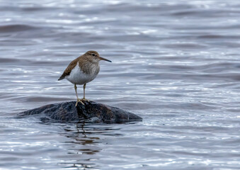 Common sandpiper bird perched on a rock in the water