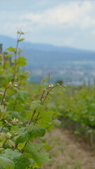 Grapevines in the spring