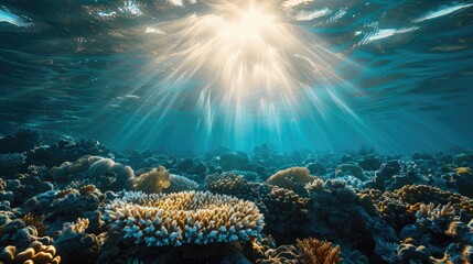 Viewing sun rays beneath the water surface from the seabed on a reef in the ocean a natural sight