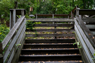 trees and lake in park