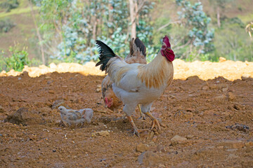 chicken on the farm