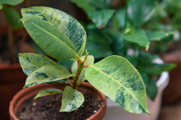 Variegated leaves of Ficus Elastica Shivereana Rubber Plant. A hybrid rubber plant known for its colorful, variegated foliage with cream, white and green freckled patterns. It is a popular houseplant.