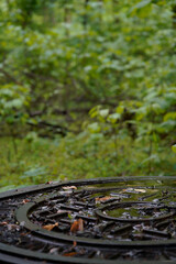 trees and lake in park