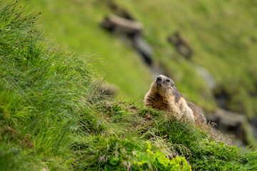 Impressive image of a mountain marmot (Marmota marmota) resting on a sunny rock with a panoramic view of the mountain landscape. This photo highlights a quiet moment. Svist horsky. Alpen.