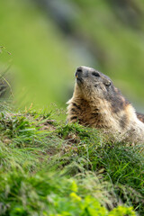 Impressive image of a mountain marmot (Marmota marmota) resting on a sunny rock with a panoramic view of the mountain landscape. This photo highlights a quiet moment. Svist horsky. Alpen.
