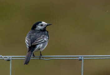 Pied wagtail perched on a wire fence