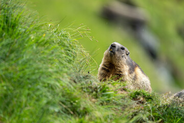 Impressive image of a mountain marmot (Marmota marmota) resting on a sunny rock with a panoramic view of the mountain landscape. This photo highlights a quiet moment. Svist horsky. Alpen.