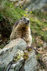 Impressive image of a mountain marmot (Marmota marmota) resting on a sunny rock with a panoramic view of the mountain landscape. This photo highlights a quiet moment. Svist horsky. Alpen.