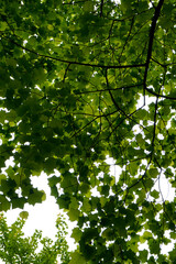 trees and lake in park