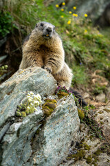 Impressive image of a mountain marmot (Marmota marmota) resting on a sunny rock with a panoramic view of the mountain landscape. This photo highlights a quiet moment. Svist horsky. Alpen.