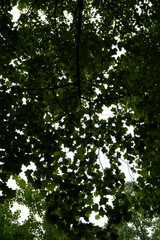 trees and lake in park