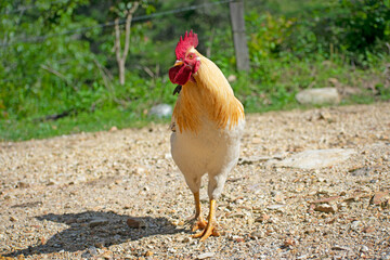 chicken on the farm