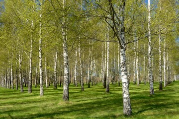 Summer in sunny birch forest, Stockholm - Sweden