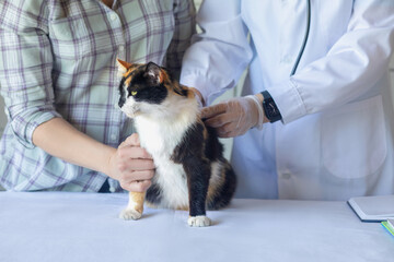 Doctor listens to lungs of pet cat with guardian .