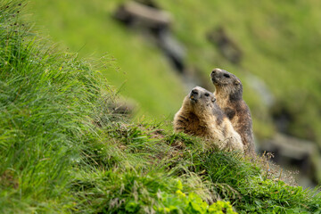 Impressive image of a mountain marmot (Marmota marmota) resting on a sunny rock with a panoramic view of the mountain landscape. This photo highlights a quiet moment. Svist horsky. Alpen.