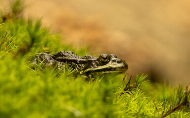Green frog between the moss