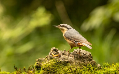 Nuthatch looking around from a tree stump