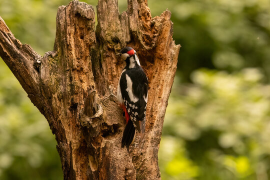 Great spotted woodpacker looking for food in a tree stump