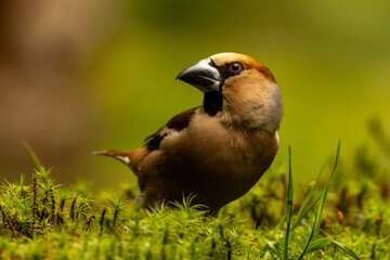 Hawfinch looking cool in the forrest