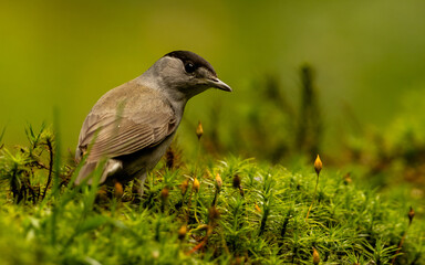Eurasian blackap sitting in the moss
