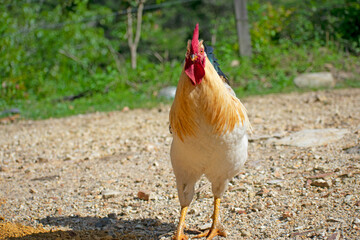 chicken on the farm